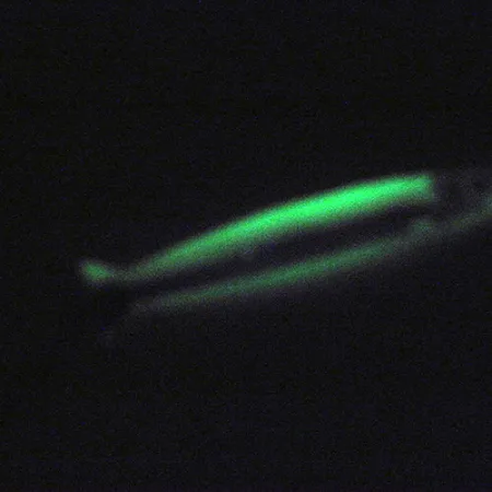 Silver Horde Coho Killer UV Glow Cuillère, Blanc/Vert, 5g, UV-Glow, #3004