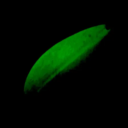 Cuillère TODDCO Main liner Glow UV, Blanc/Jaune/Nickel, 21g, UV, #5698