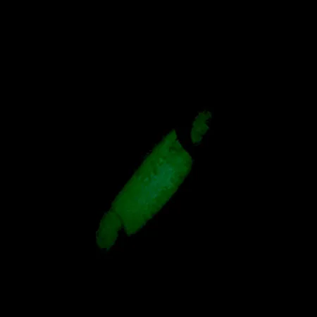 Luhr Jensen Crippled Herring Cuillère, Blanc/Vert UV Glow, 21g, #5921