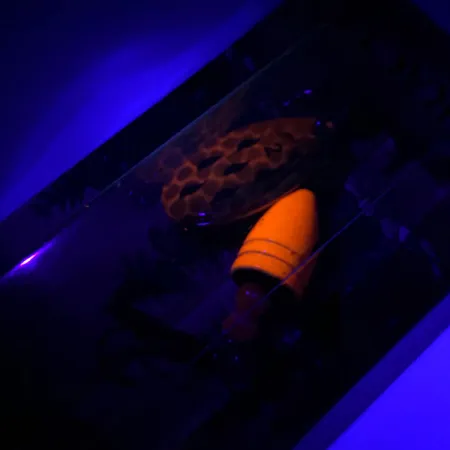 Luhr Jensen Fire Max Miracle 2 UV Cuillère, Crevette, 7g, UV, #6044