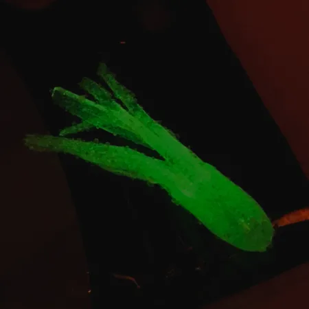 Bass Pro Shops Squermin' Squirts Tube, Blanc Glow, 3.5cm, Glow, #6094