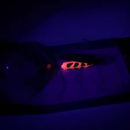 Yakima Bait Worden’s Original Rooster Tail Cuiller, Or, 3,6g, #6598